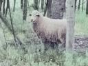 Merino kos