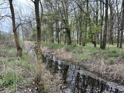 Békés vármegyében 25 ha-os, egybefüggő, műúthoz közeli, 1/1-es felügyelt erdő ELADÓ Békés vármegyében 25 ha-os, egybefüggő, műúthoz közeli, 1/1-es felügyelt erdő ELADÓ