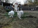 Kuvasz kiskutya