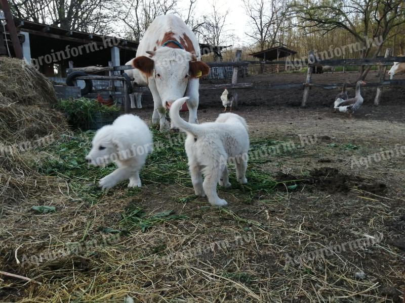 Kuvasz kiskutya