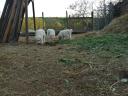 Kuvasz kiskutya