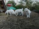 Kuvasz kiskutya
