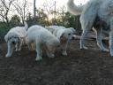 Kuvasz kiskutya