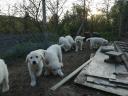 Kuvasz kiskutya
