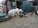 Kuvasz kiskutya