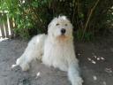 Kuvasz kiskutya