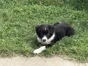 Border Collie kiskutya
