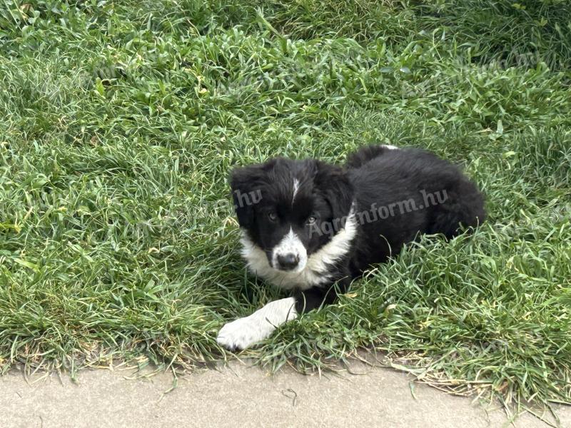 Border Collie kiskutya