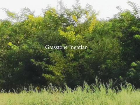 Akácerdő, szántó, szőlő Akácerdő, szántó, szőlő