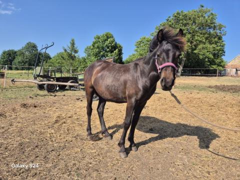 Hucul félvér Hucul félvér