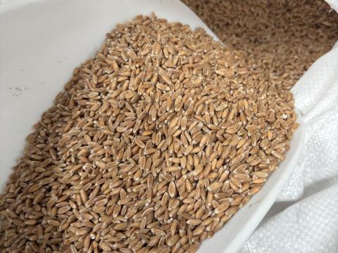 Tönkölybúza tisztítva, hántolva eladó Tönkölybúza tisztítva, hántolva eladó