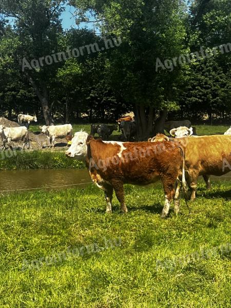 Magyartarka vemhes üszők