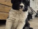 Border collie jellegű kiskutya