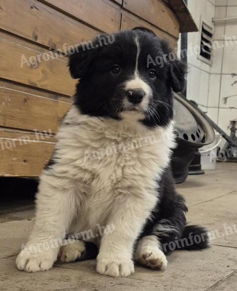 Border collie jellegű kiskutya