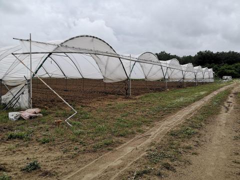 3600 m² Vándorfólia (Haygrove) 3600 m² Vándorfólia (Haygrove)