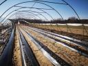 3600 m² Vándorfólia (Haygrove jellegű)