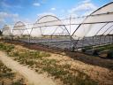 3600 m² Vándorfólia (Haygrove jellegű)