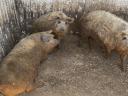 Mangalica hízó