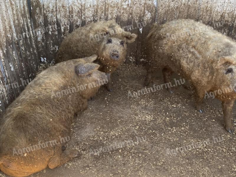 Mangalica hízó