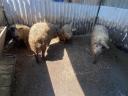 Mangalica hízó