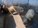 Mangalica hízó