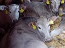 Charolais Excellence