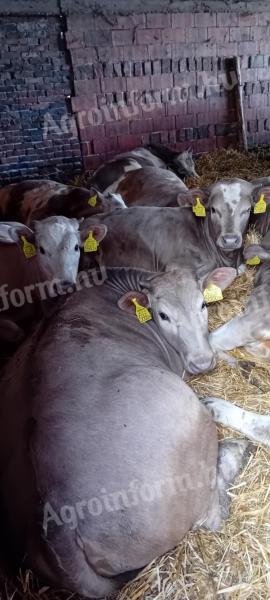 Charolais Excellence
