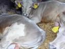Charolais Excellence
