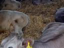 Charolais Excellence