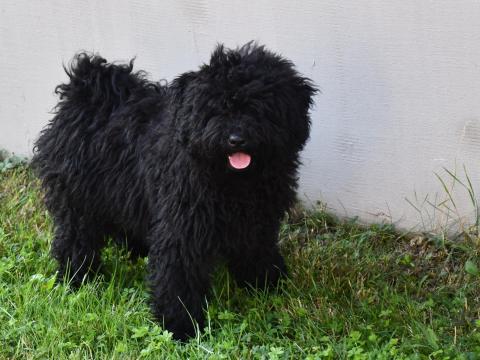 Törzskönyvezett fekete kan puli kölykök Törzskönyvezett fekete kan puli kölykök