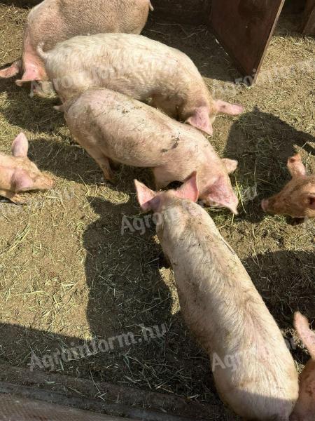 Malcok süldők