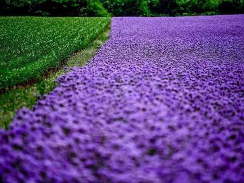 Facélia,  mézontófű,  c-komplex,  réz,  kén,  cink,  bór,  kálium