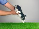 Törzskönyves Cavalier King Charles spániel kiskutya