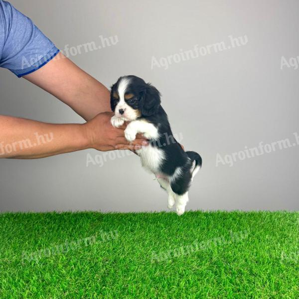 Törzskönyves Cavalier King Charles spániel kiskutya