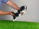 Törzskönyves Cavalier King Charles spániel kiskutya