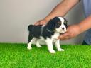 Törzskönyves Cavalier King Charles spániel kiskutya