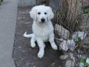 KUVASZ kölyökkutyák gazdát keresnek