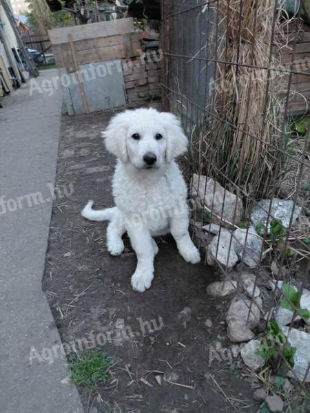 KUVASZ kölyökkutyák gazdát keresnek