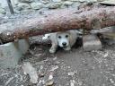 KUVASZ kölyökkutyák gazdát keresnek