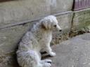 KUVASZ kölyökkutyák gazdát keresnek