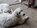 KUVASZ kölyökkutyák gazdát keresnek