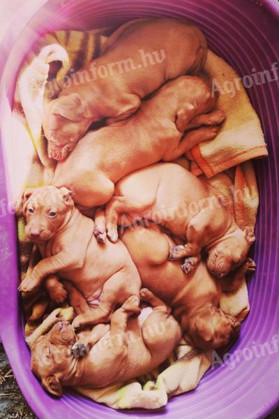 Magyar vizsla jellegű szuka kiskutya szerető gazdiját keresi