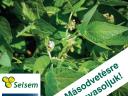 SELSEM PANONKA (000/00 Éréscsoport) Szója Vetőmag 90% Csíra 5 Ha Csomag
