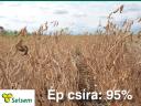 Pelikan (00/0) Korai/Közép Érésű Szója Vetőmag 5Ha Vetőmag