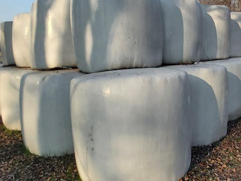 Lucernabálák eladók Lucernabálák eladók