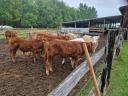 Eladó limousin és charolais borjak
