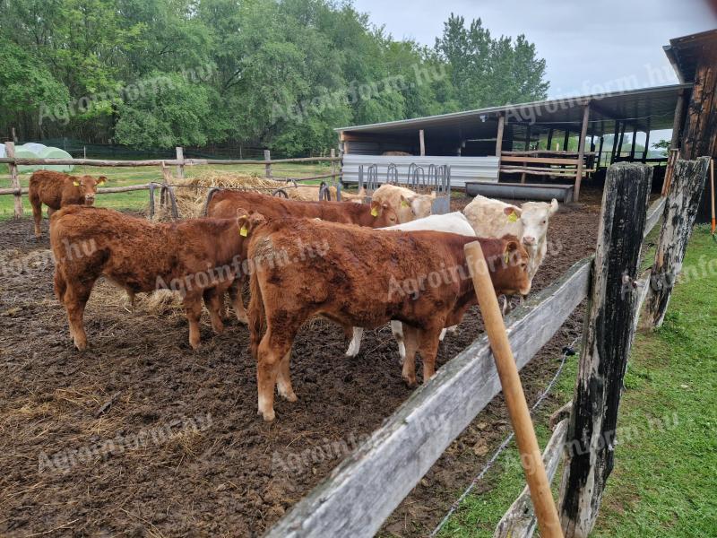 Eladó limousin és charolais borjak
