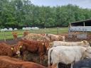 Eladó limousin és charolais borjak
