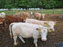 Eladó limousin és charolais borjak