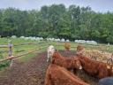 Eladó limousin és charolais borjak